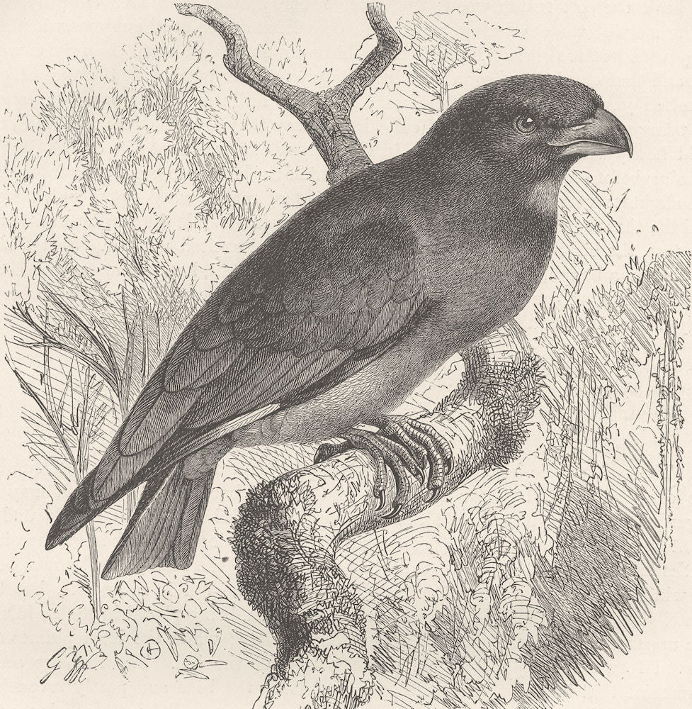 BIRDS. Oriental roller 1895 old antique vintage print picture